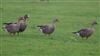 White-fronted Goose