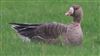 White-fronted Goose