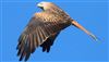 Red Kite