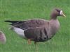 White-fronted Goose