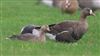 White-fronted Goose