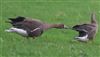 White-fronted Goose