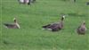 White-fronted Goose