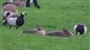 White-fronted Goose