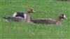 White-fronted Goose