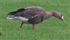 White-fronted Goose