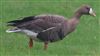 White-fronted Goose