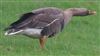 White-fronted Goose