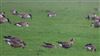 White-fronted Goose