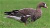 White-fronted Goose