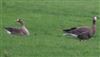 White-fronted Goose