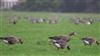 White-fronted Goose