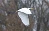 Great White Egret