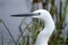 Little Egret