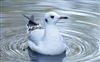 Black-headed Gull