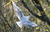 Black-headed Gull