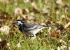 Pied Wagtail