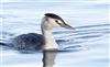 Great Crested Grebe