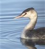 Great Crested Grebe