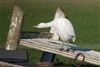 Cattle Egret