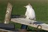 Cattle Egret