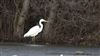 Great White Egret