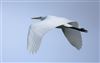 Great White Egret