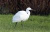 Little Egret