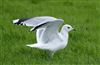 Common Gull