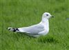 Common Gull