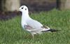 Black-headed Gull