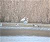 Great White Egret