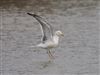 Yellow-legged Gull