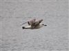 Yellow-legged Gull