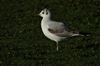 Black-headed Gull