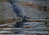 Black-headed Gull