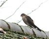 Sparrowhawk