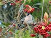 Bullfinch