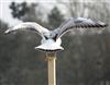 Black-headed Gull