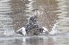 Great Crested Grebe