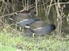 Moorhen