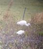 Cattle Egret