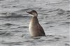 Common Scoter