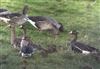 White-fronted Goose