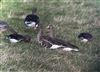 White-fronted Goose