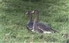 White-fronted Goose