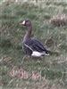 White-fronted Goose