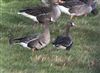 White-fronted Goose