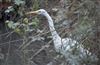 Great White Egret