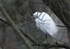 Little Egret